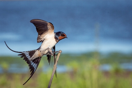 Foto Alam burung sayap padang rumput
