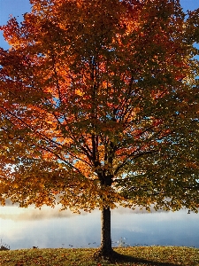 Landscape tree water nature Photo