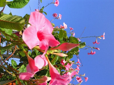 Tree nature branch blossom Photo