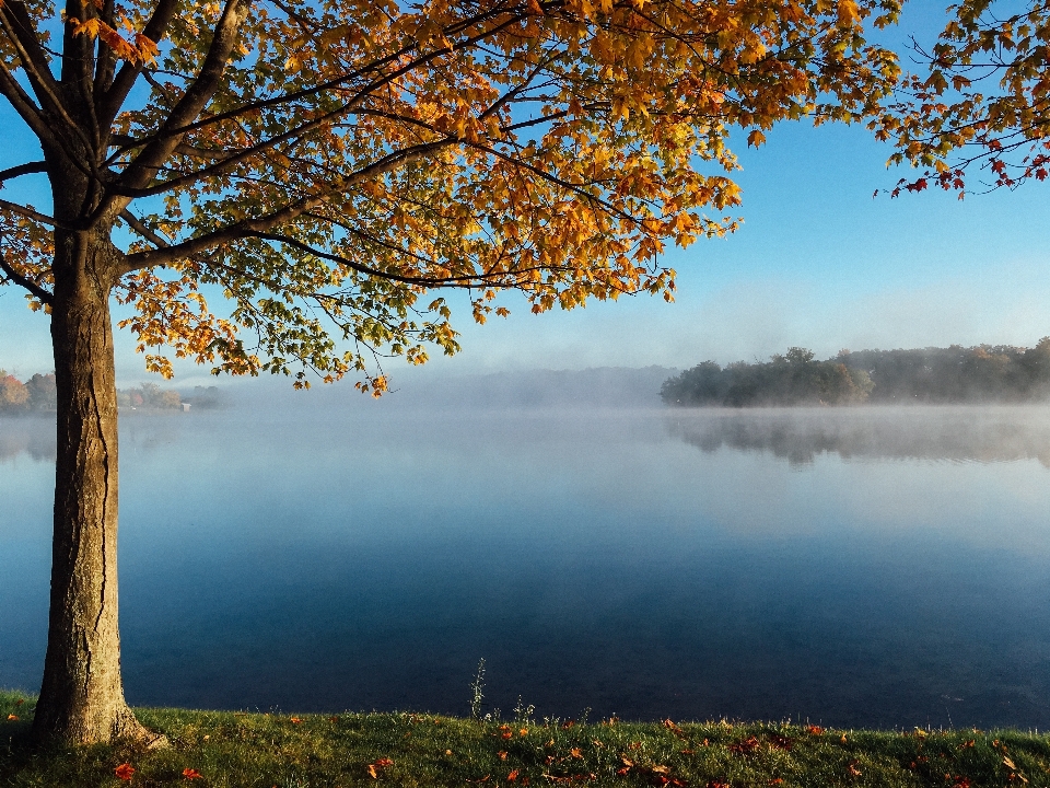 Landschaft baum wasser natur