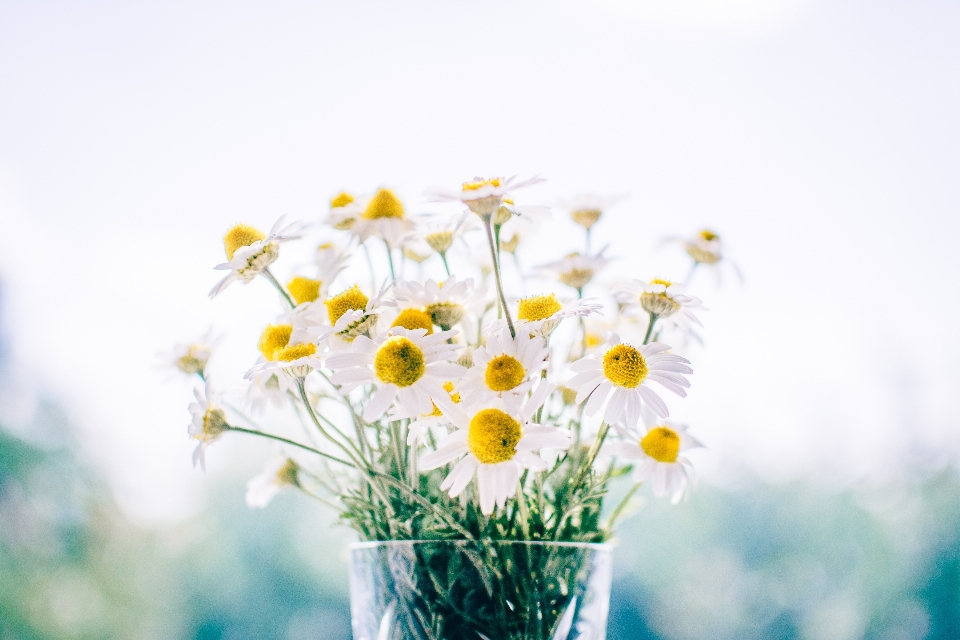 Zweig blüte anlage himmel