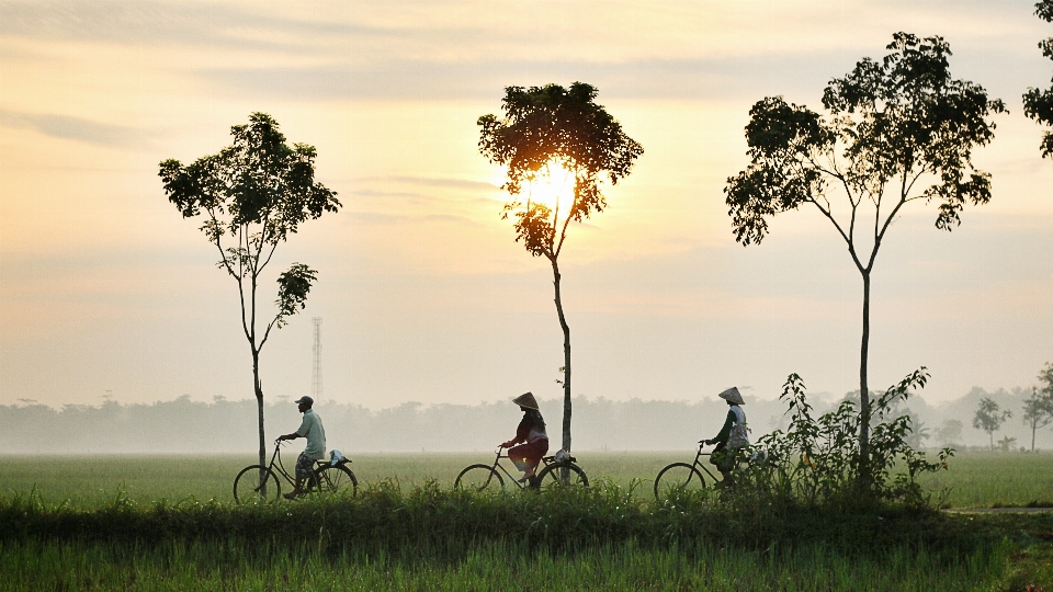 Lanskap pohon alam rumput