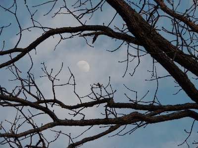 Foto Albero natura ramo inverno