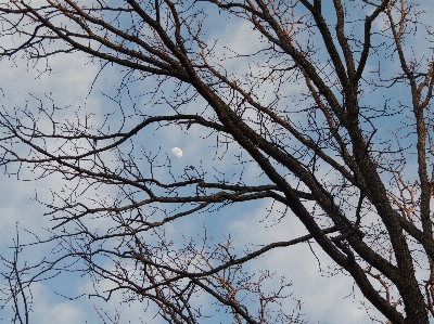 Tree nature branch snow Photo