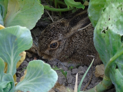 Flower animal wildlife young Photo