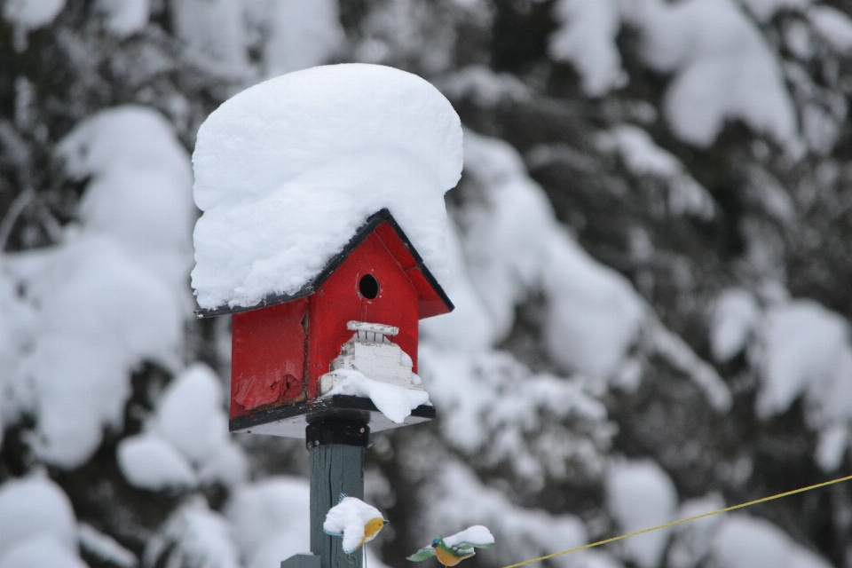 árvore natureza ar livre neve