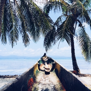 Beach sea coast tree Photo