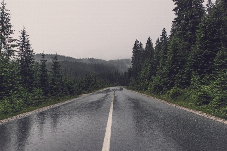 Nature forest mountain road Photo