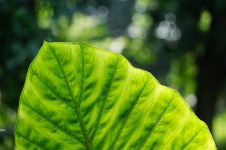 Tree water nature forest Photo