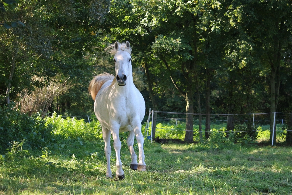 Meadow pasture grazing horse