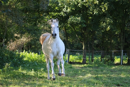 Meadow pasture grazing horse Photo