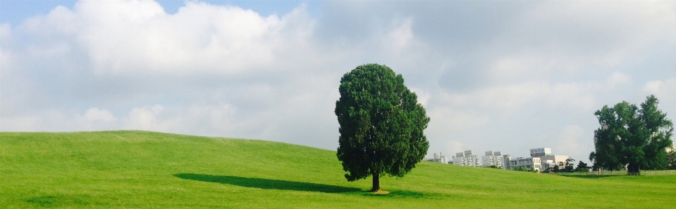 Tree grass structure sky Photo