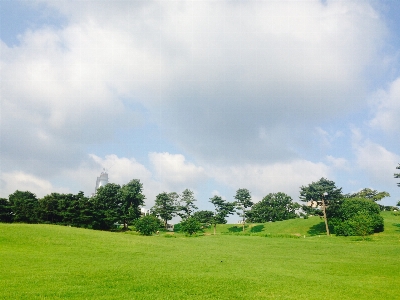 Landscape tree nature grass Photo