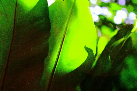 Nature forest grass branch Photo