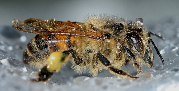 Foto Alam fotografi serangga makro