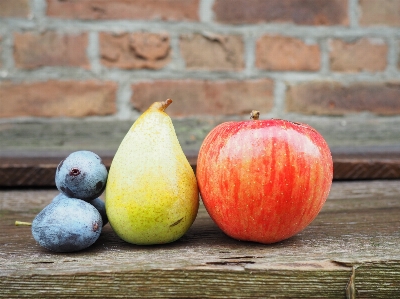 Apple plant fruit flower Photo