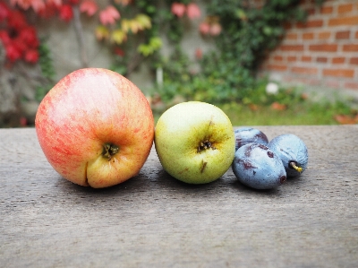 Apple anlage frucht blume Foto