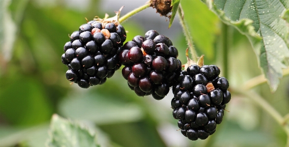 Blur plant fruit berry Photo