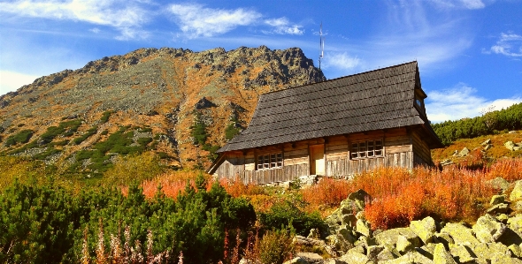 風景 木 草 山 写真