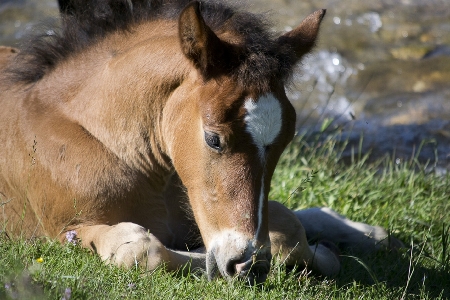 Grass ground animal wildlife Photo