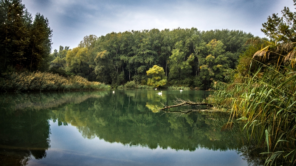 пейзаж дерево вода природа