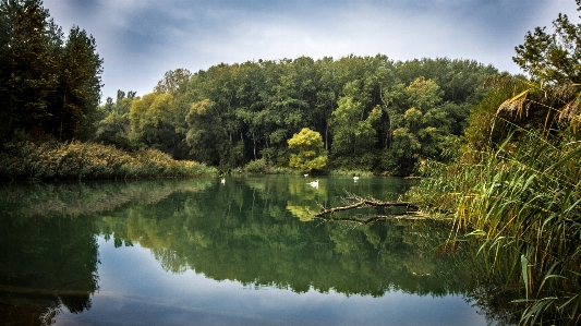 風景 木 水 自然 写真