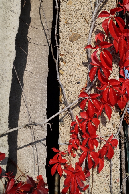 Albero foglia autunno fiore