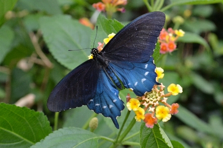 Nature flower animal summer Photo