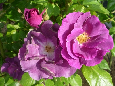 Blossom plant flower petal Photo