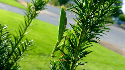 Tree grass branch plant Photo