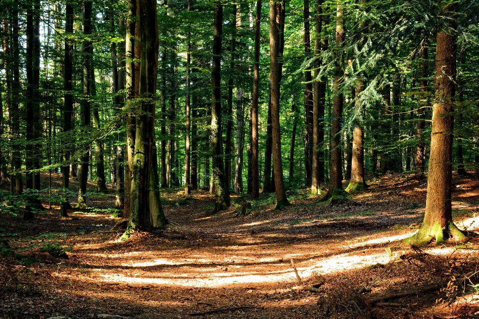 Albero natura foresta selvaggia
