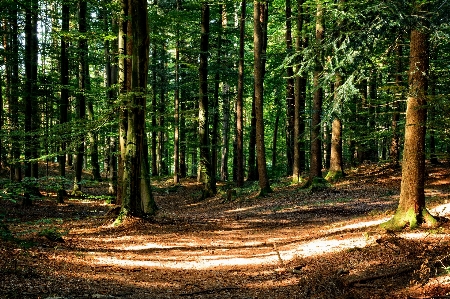 Baum natur wald wildnis
 Foto