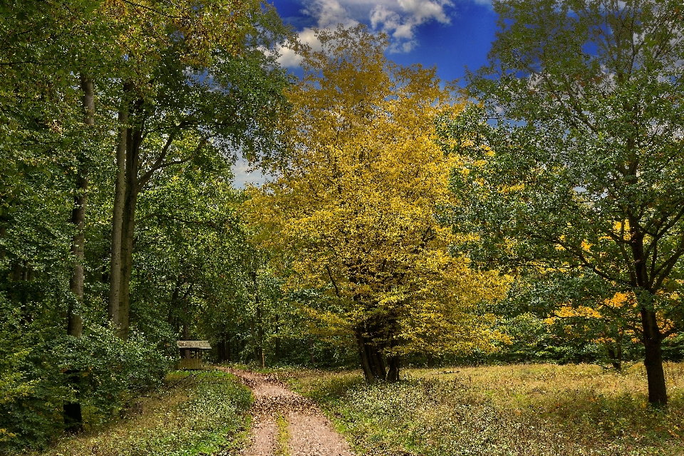 Landscape tree nature forest