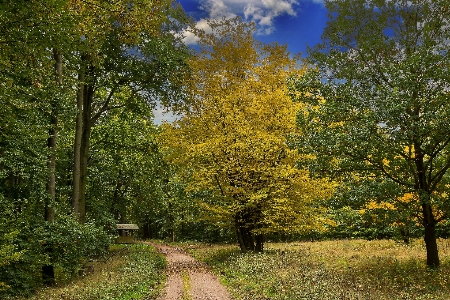 Landscape tree nature forest Photo