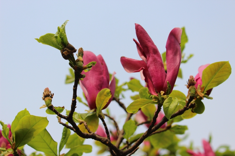 árbol naturaleza rama florecer