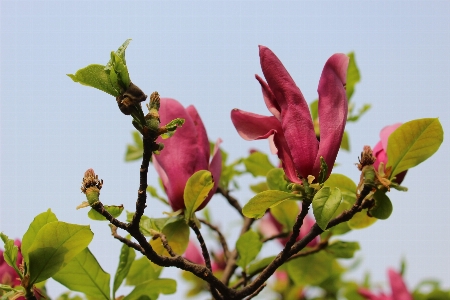 Tree nature branch blossom Photo