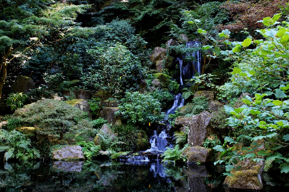 風景 木 水 自然