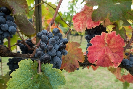 Zdjęcie Natura zakład winogrono vine