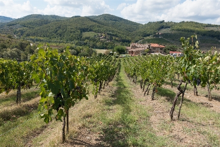 Landscape nature vine vineyard Photo