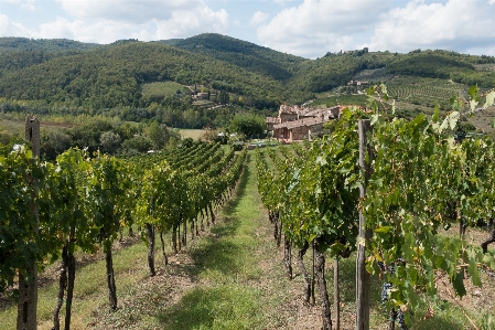 Foto Paesaggio natura vine vigneti