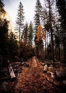 Landscape tree nature forest Photo