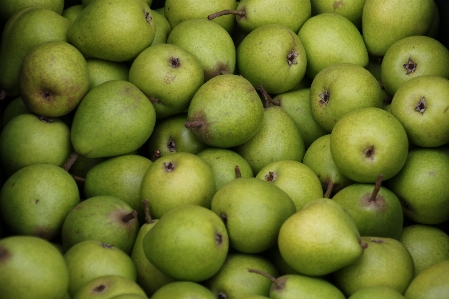 Apple plant fruit pile Photo