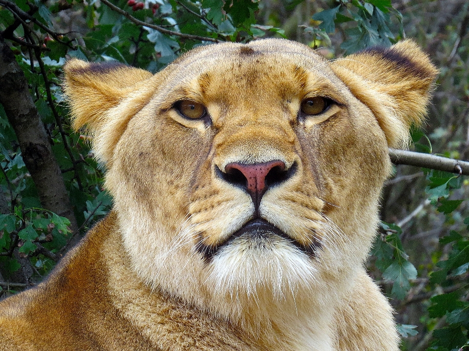 Margasatwa kebun binatang kucing afrika