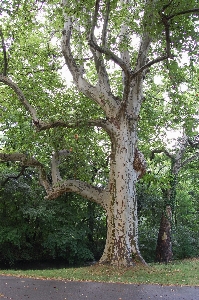 Photo Arbre forêt bifurquer usine