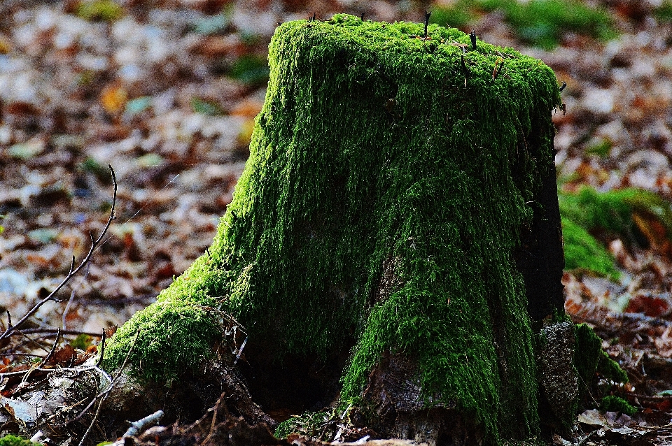 Tree nature forest grass