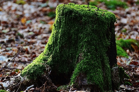 木 自然 森 草 写真