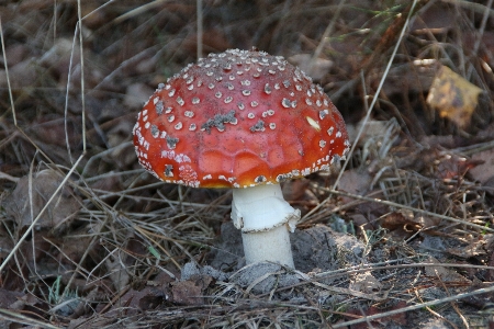 Forest autumn mushroom fauna Photo