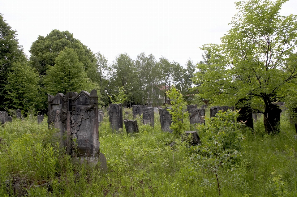 Alt stein friedhof bäume