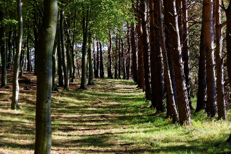 Tree nature forest plant Photo