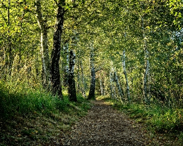 Tree nature forest path Photo